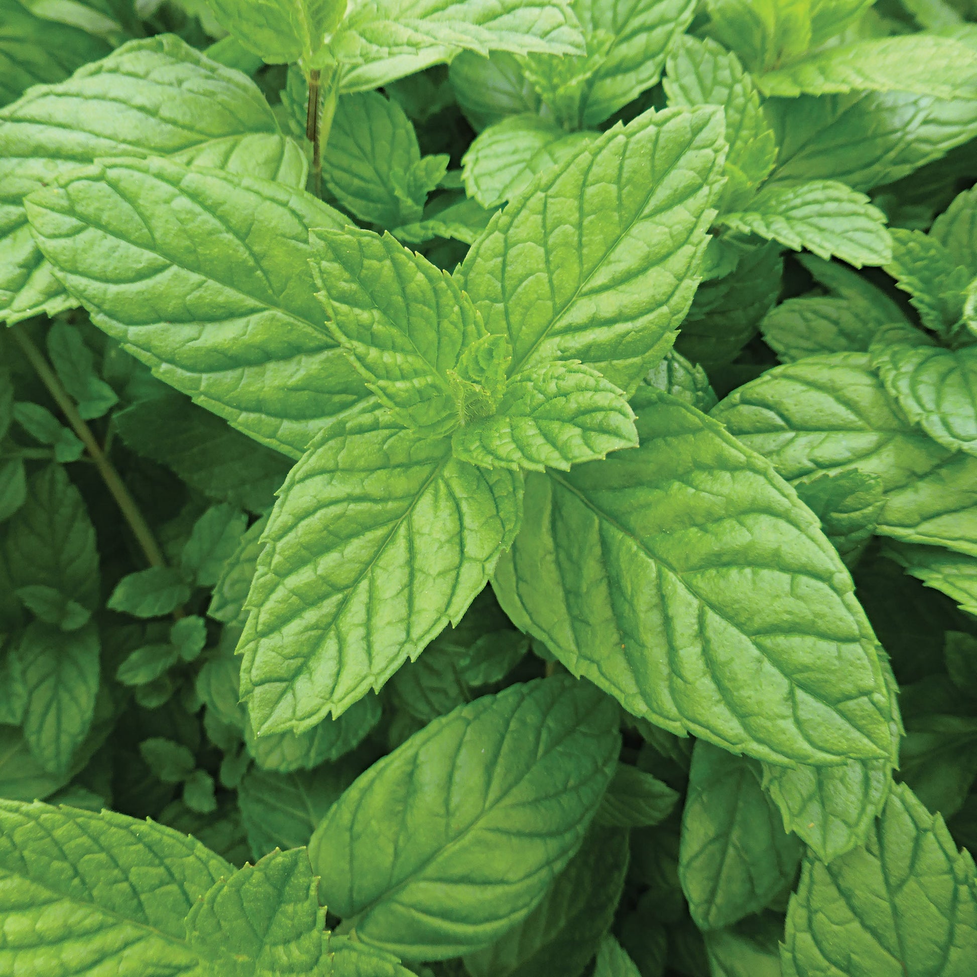 A closeup of mature, grown peppermint herb leaves. Ferry Morse Seeds.