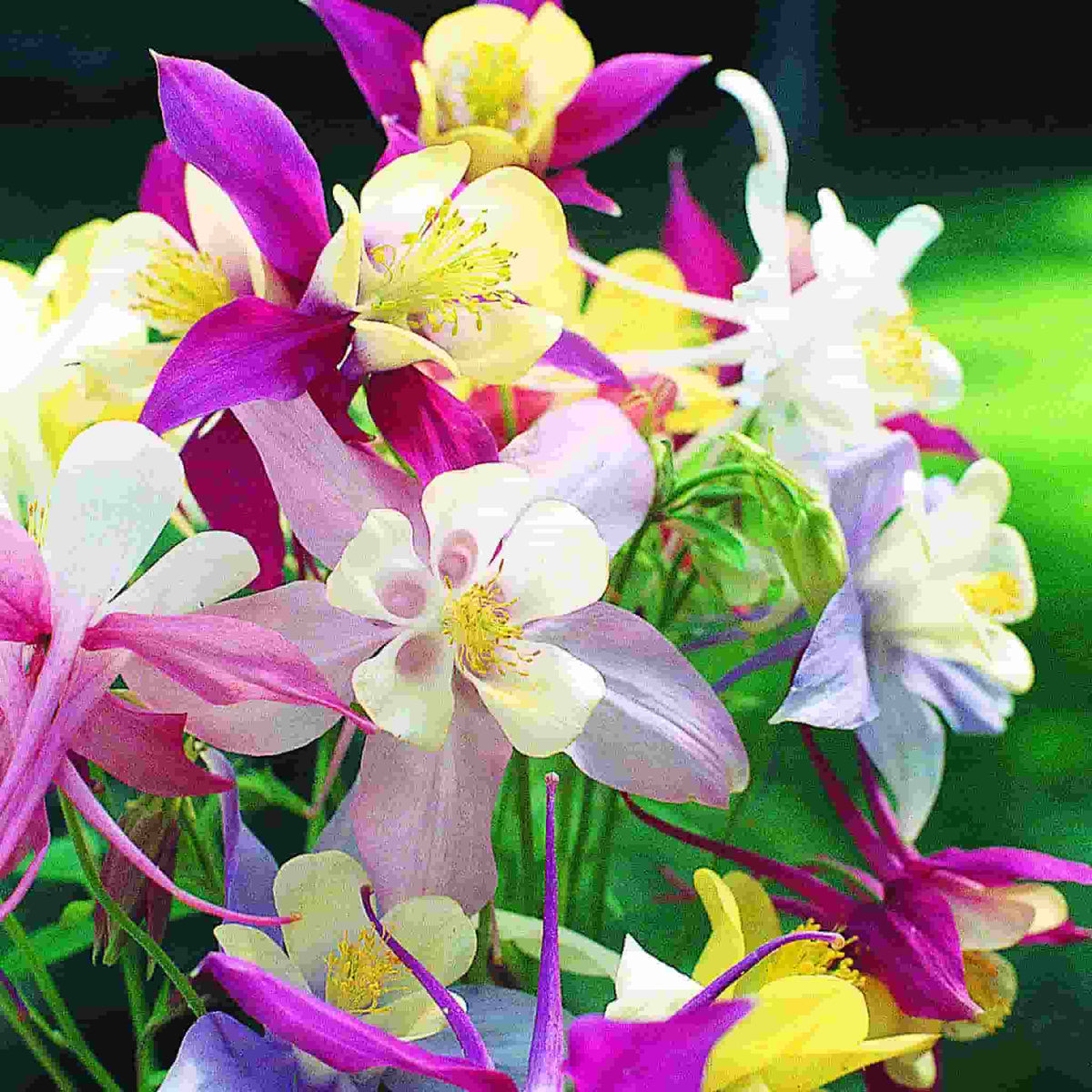 Columbine, McKana's Giants in full bloom