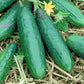 Bush Type Spacemaster Cucumber Seeds from Ferry Morse Home Gardening fully grown and matured ready for harvesting.