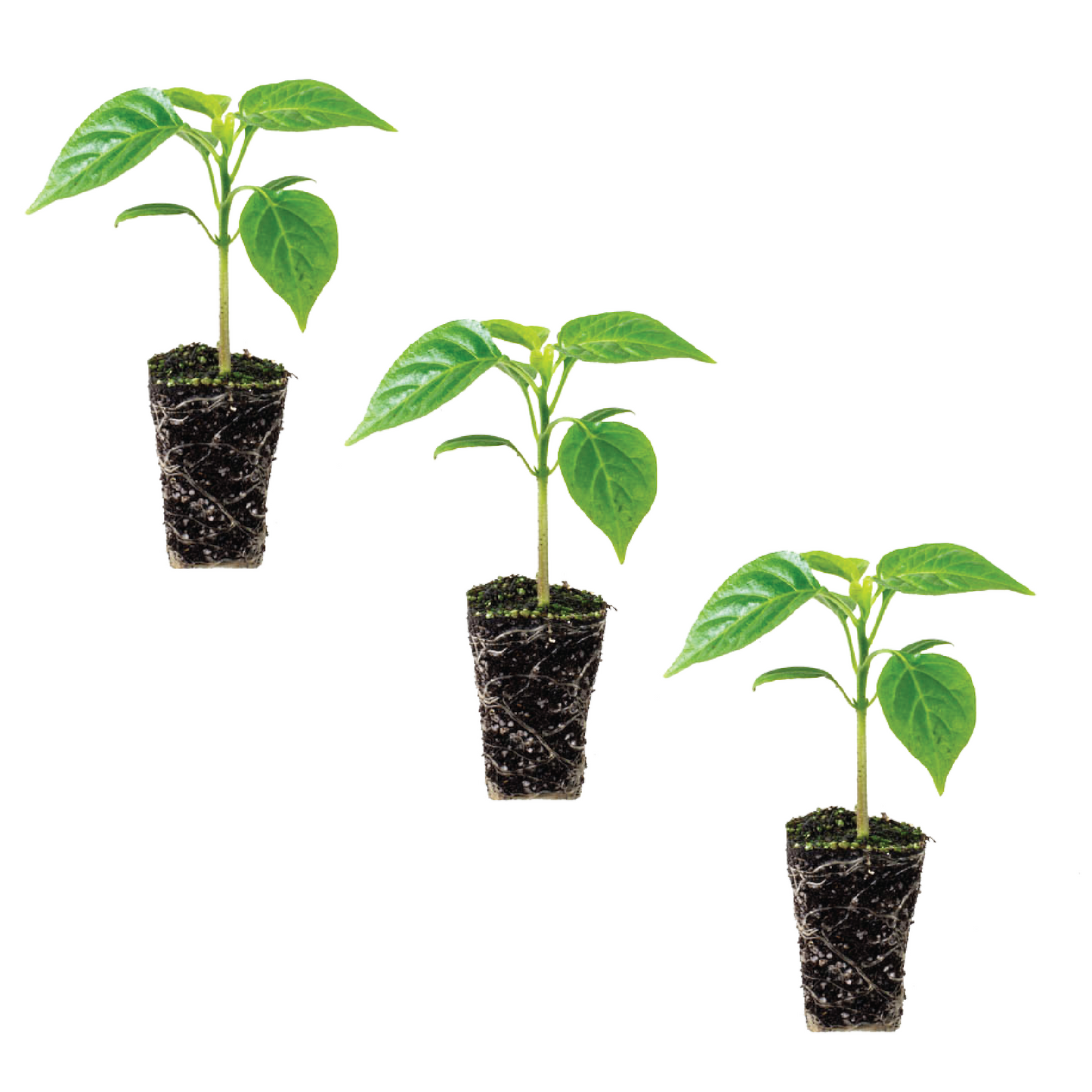 Pepper Bell California Wonder Plantlings Live Baby Plants 1-3in., 3-Pack