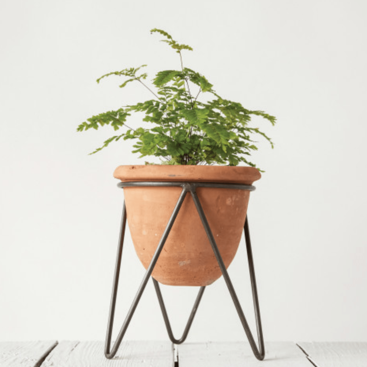 plant in standing pot Plant Stand