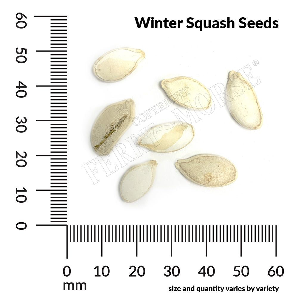 Squash, Table Queen Acorn Organic Seeds