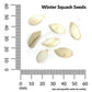 Squash, Waltham Butternut Organic Seeds