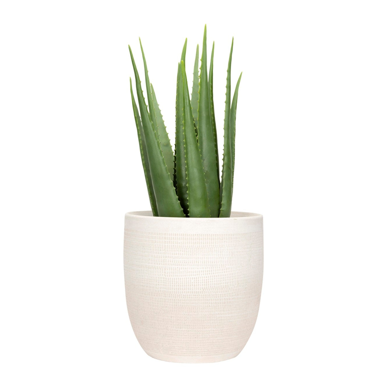 Potted aloe vera plant on a white background