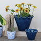 Set of blue ceramic planters with flowers on a wooden surface