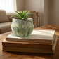 Potted plant on top of books on a wooden table with a blurred background