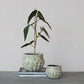 Two small potted plants in textured pots on a flat surface with a neutral background