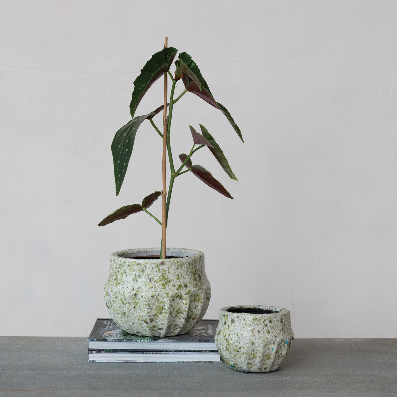 Two small potted plants in textured pots on a flat surface with a neutral background