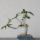 Potted plant on top of books with a plain background