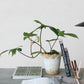 Potted plant on a table with books and stationery items