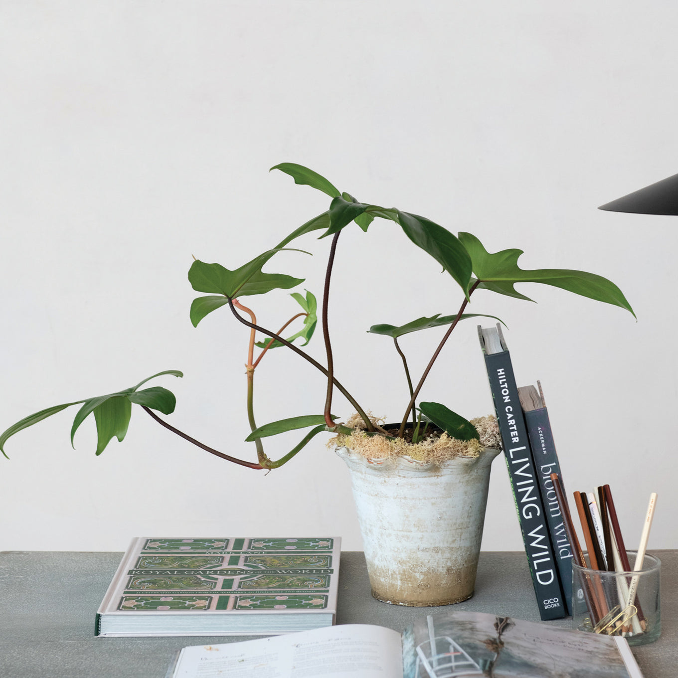 Potted plant on a table with books and stationery items