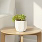 Potted succulent plant on a wooden table with a neutral background