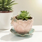 Pink ceramic planter with succulent on a white surface