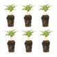 Vinca Titan Apricot Plantlings Live Baby Plants 1-3in., 6-Pack