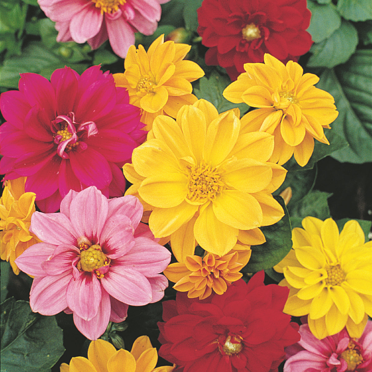 Dahlia, Unwin's Dwarf Mixed Colors in full bloom