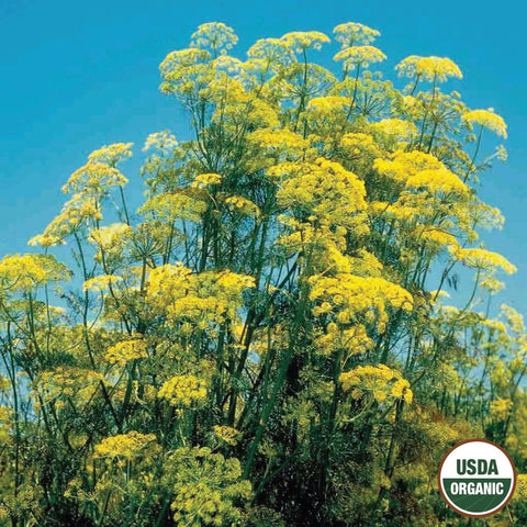 Ferry-Morse Organic Dill Seeds 1.4 Gram(s)
