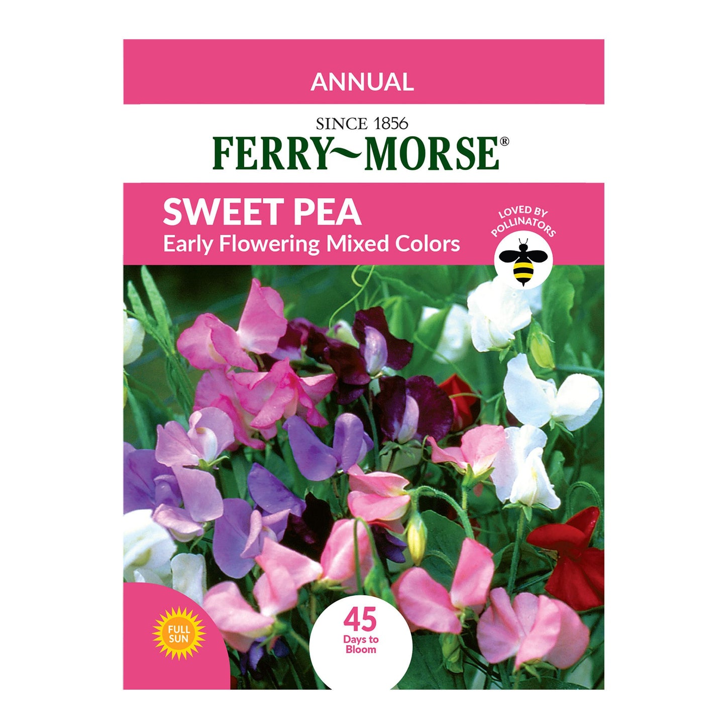 Sweet Pea, Early Flowering Mixed Colors Seeds