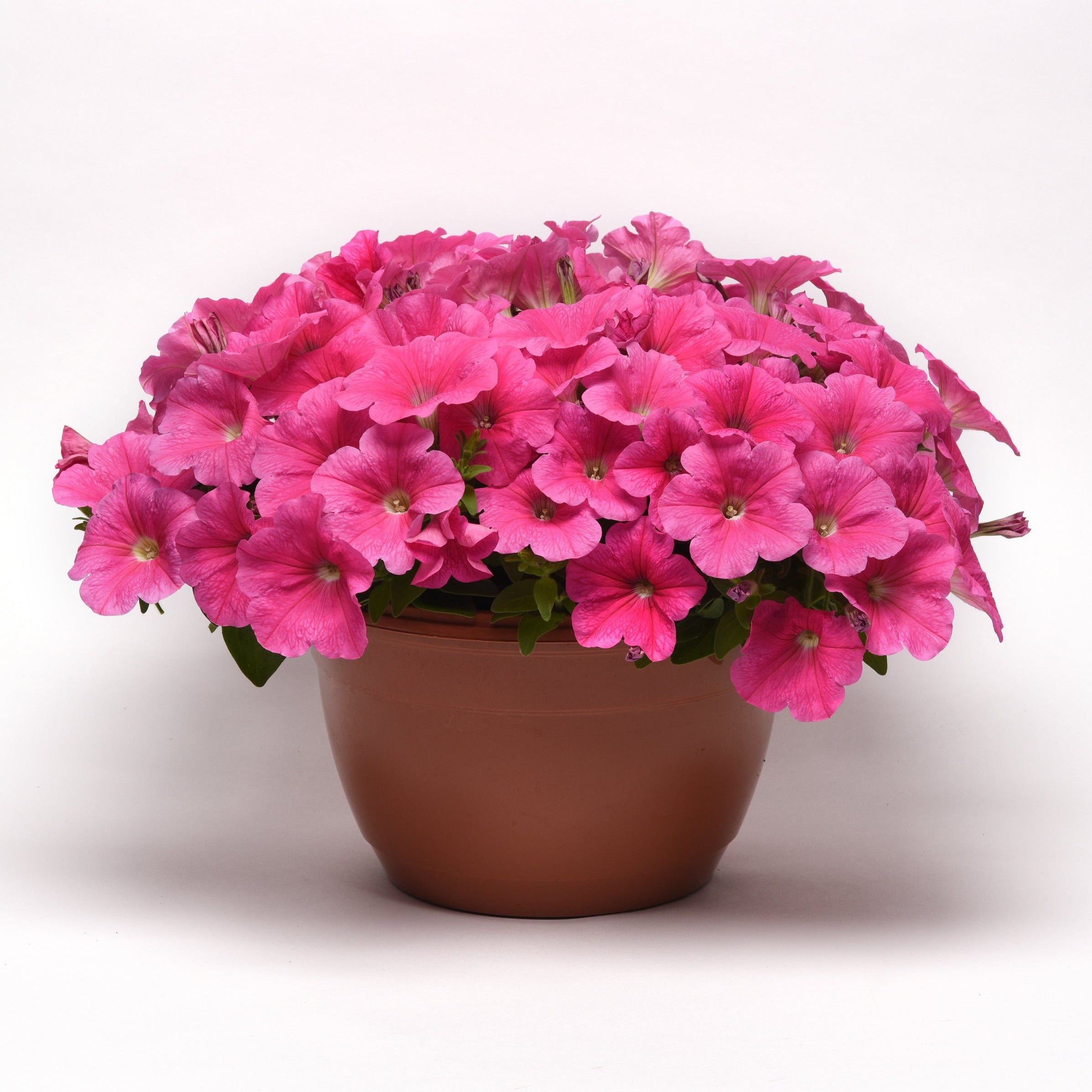 Easy Wave Pink Cosmo Petunia | Ferry-Morse