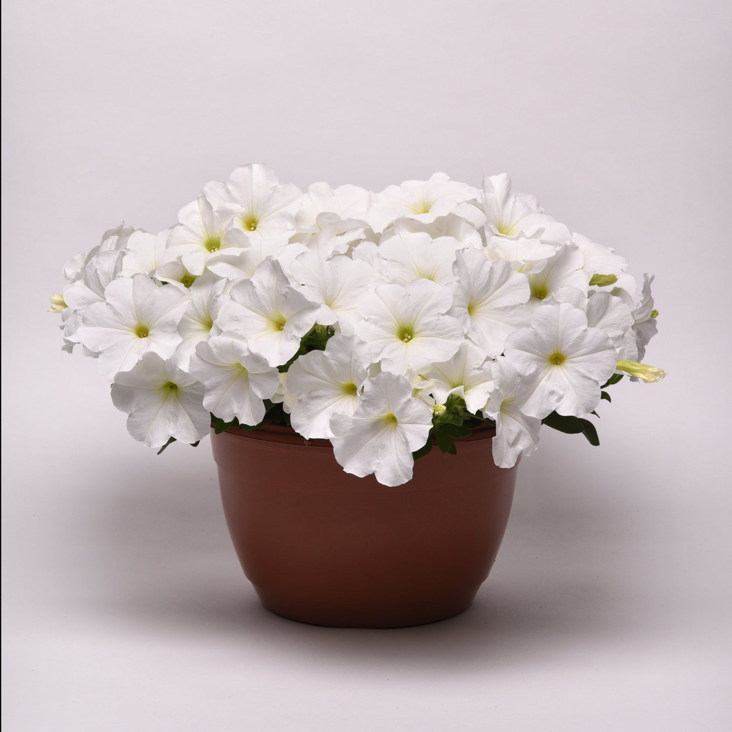 Petunia E3 Easy Wave White Spreading Plantlings Live Baby Plants 1-3in., 6-Pack