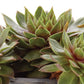Succulent Sempervivum Hippie Chicks Plantlings Plus Live Baby Plants 4in. Pot, 2-Pack