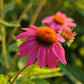 Echinacea Purple Coneflower Powwow Wild Berry Plantlings Plus Live Baby Plants 4in. Pot, 2-Pack
