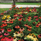 Echinacea Cheyenne Spirit Coneflower Plantlings Plus Live Baby Plants 4in. Pot, 2-Pack
