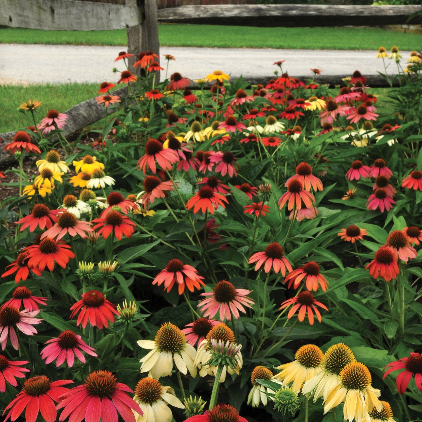 Echinacea Cheyenne Spirit Coneflower Plantlings Plus Live Baby Plants 4in. Pot, 2-Pack