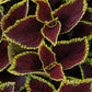 Coleus Kong® Scarlet Plantlings Plus Live Baby Plants 4in. Pot, 2-Pack