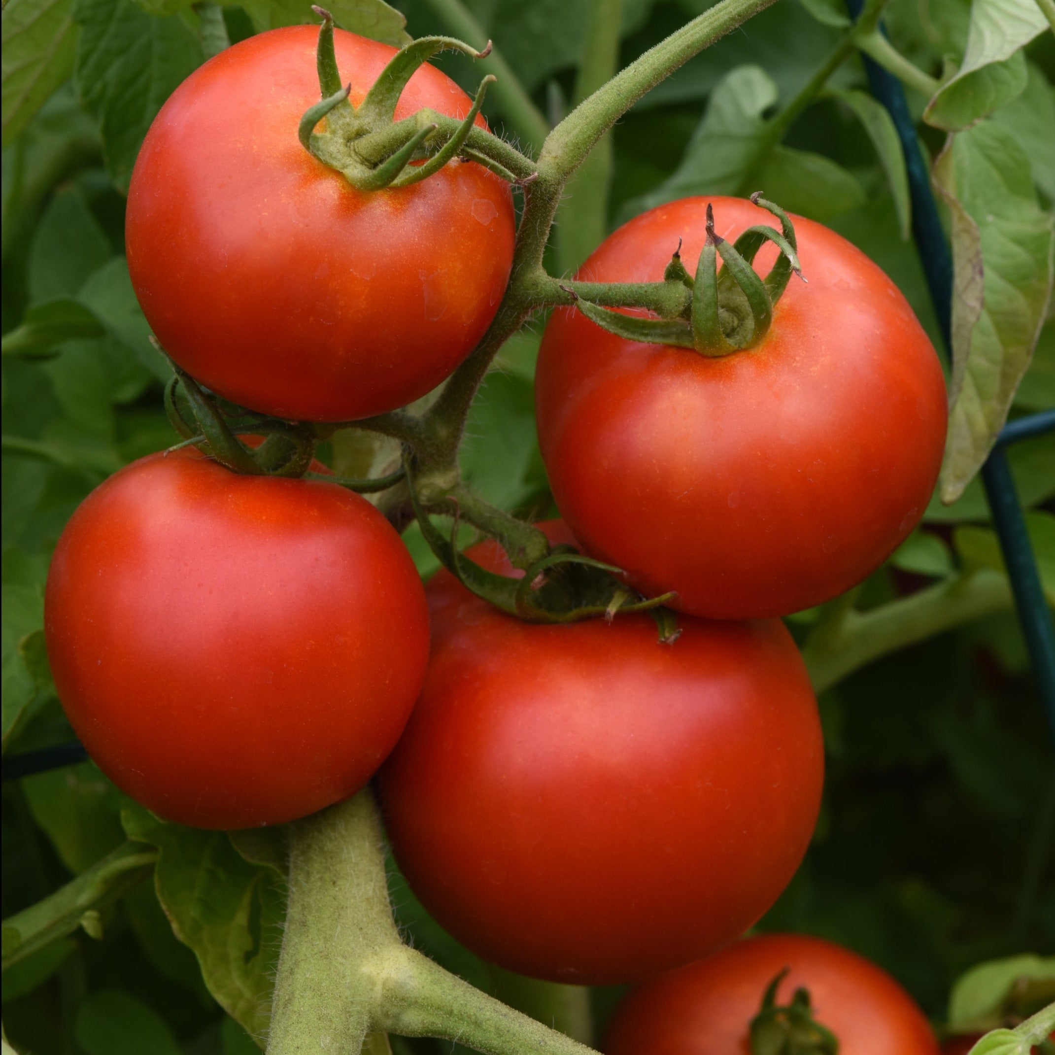 Early Girl Tomato Plants | Live Tomato Plants Delivery | Ferry-Morse