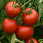 Tomato Early Girl Plantlings Live Baby Plants 1-3in., 3-Pack
