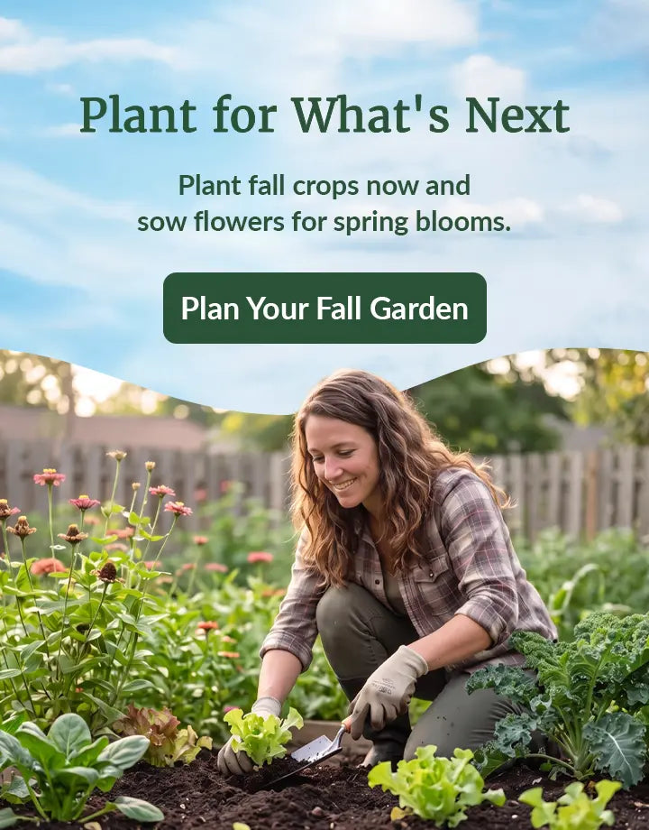 Woman kneeling in garden planting iceberg lettuce with zinnias and peas nearby.