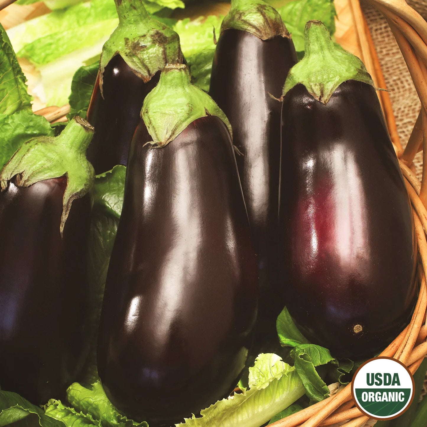 Eggplant, Black Beauty Organic Seeds