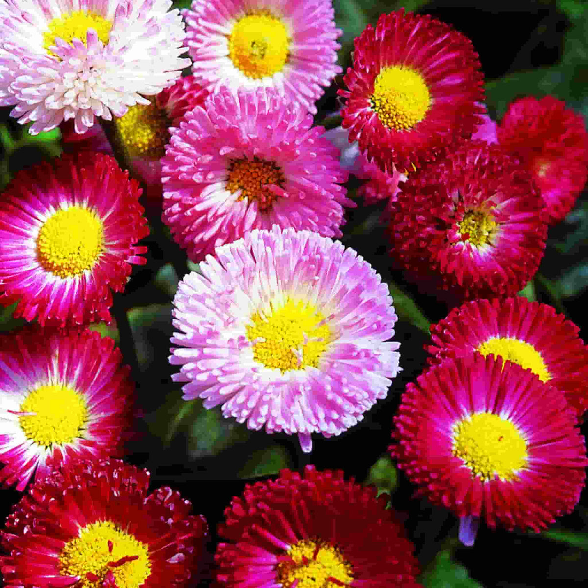 English-Daisy-Mixed-Colors in full bloom