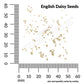 English Daisy, Double Mixed Colors Seeds Online Edition