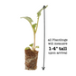 Broccoli Lieutenant Plantlings Live Baby Plants 1-3in., 3-Pack