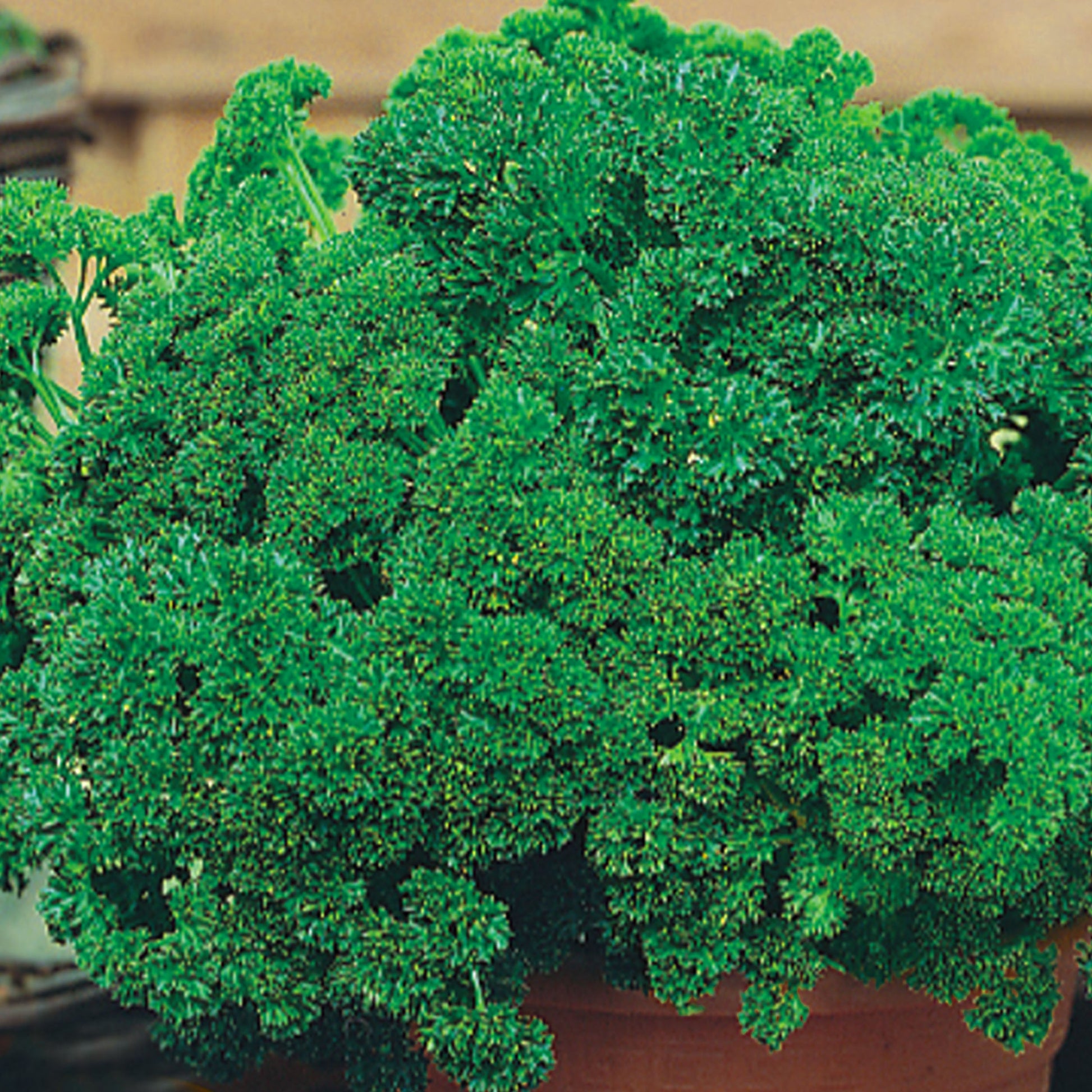 Extra Triple Curled Parsley seeds from Ferry Morse_Picture shows a growing curled parsley plant in a clay container.