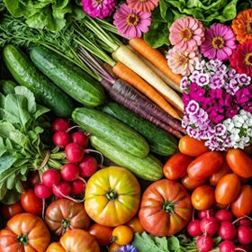 tomatoes, radish, cucumbers, carrots, sweet william and zinnias 