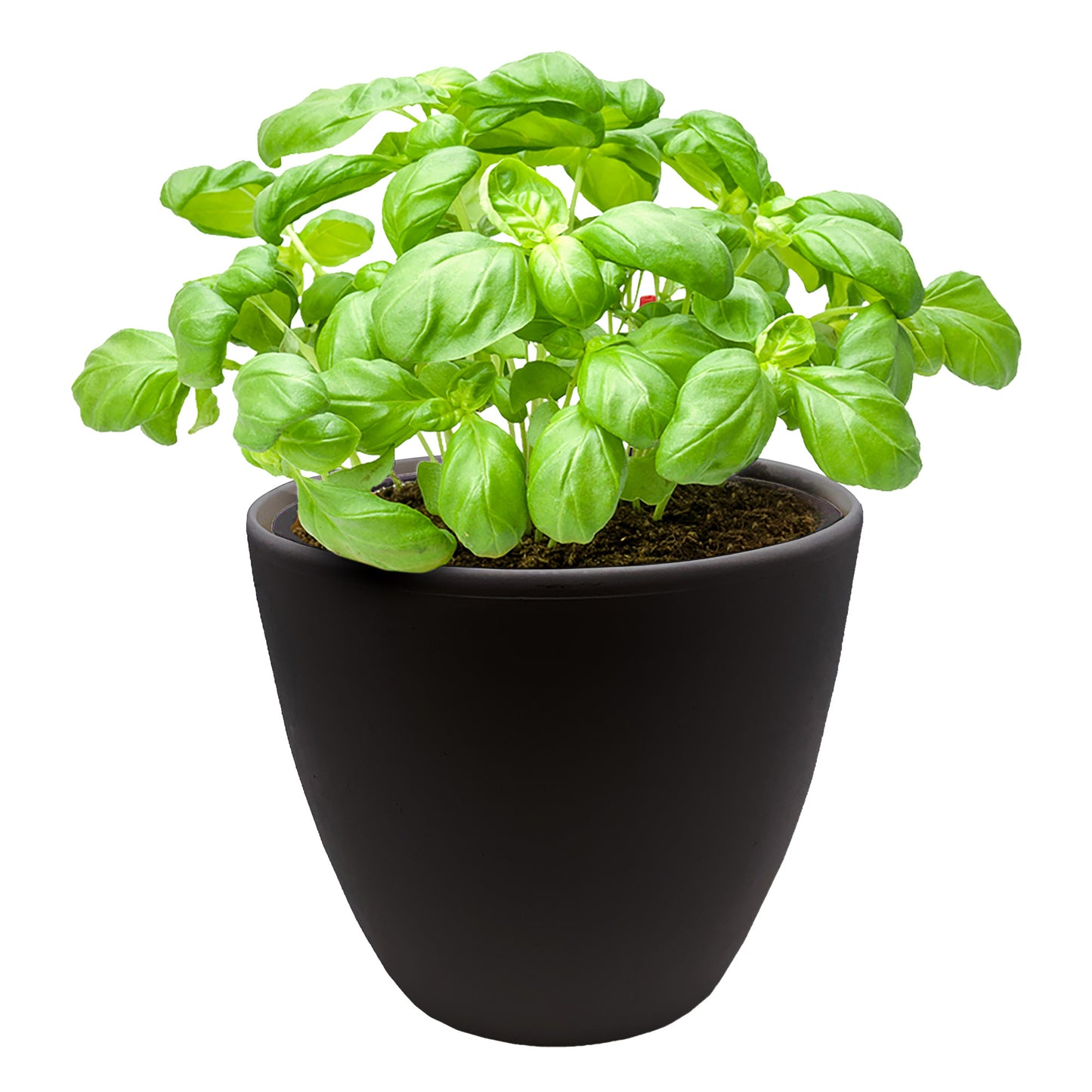 Ferry-Morse Self-Watering 7" Round Planter