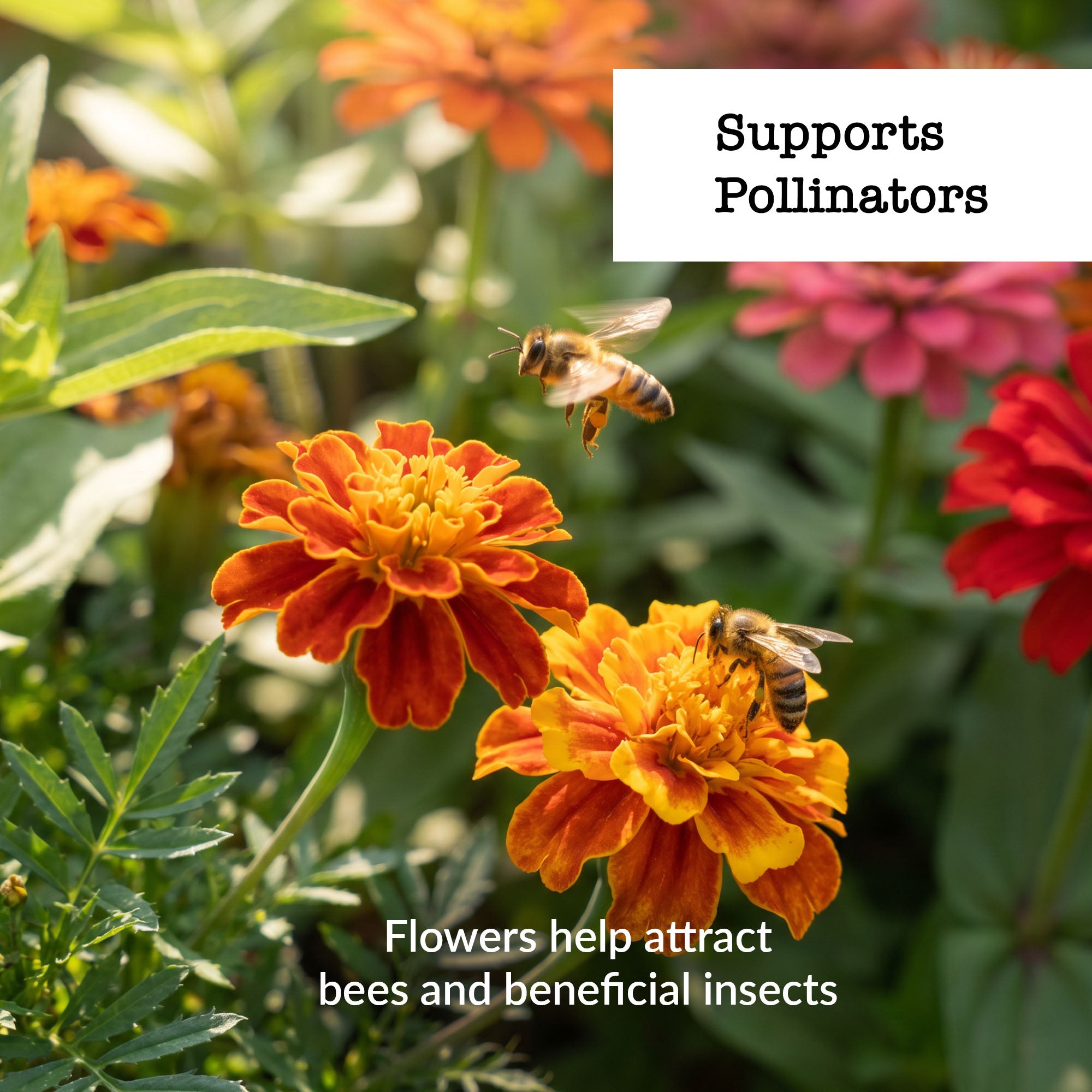 Marigold in bloom with bees. Call out says 