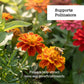 Marigold in bloom with bees. Call out says "Supports pollinators. Flowers help attract bees and beneficial insects" 