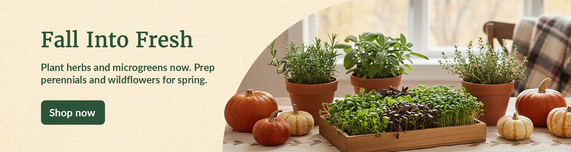Warm fall tablescape with terracotta pots of rosemary, sage, and thyme beside a wooden tray of microgreens, surrounded by small pumpkins on a wooden table near a sunlit window.