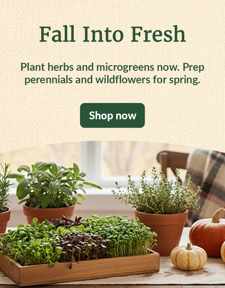 Warm fall tablescape with terracotta pots of rosemary, sage, and thyme beside a wooden tray of microgreens, surrounded by small pumpkins on a wooden table near a sunlit window.