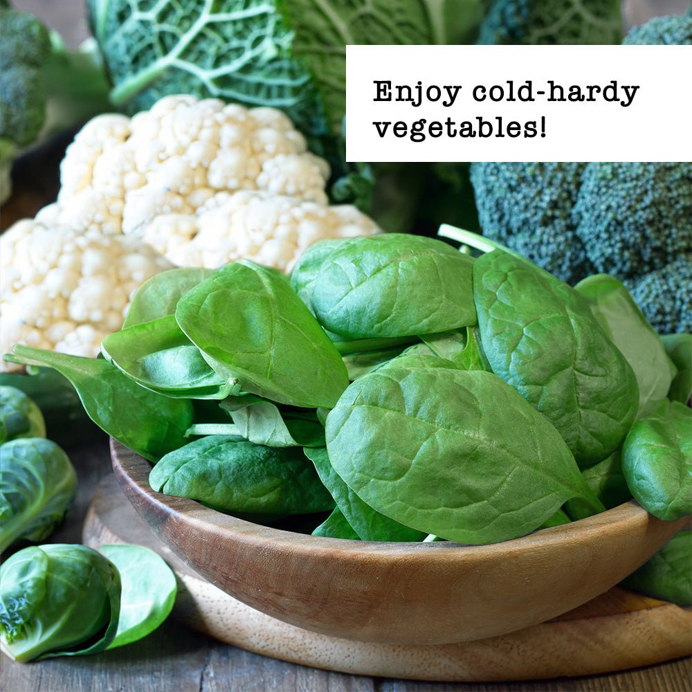 Cold Hardy Vegetable Seed Garden Bundle (7 Pack) | Ferry-Morse