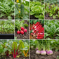 Collage of various vegetables growing in a garden.