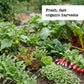 Vegetable garden with fresh organic produce and text overlay.
