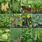 Collage of various vegetables growing in a garden.