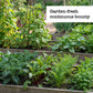 Vegetable garden with various plants and text 'Garden-fresh continuous bounty' above.