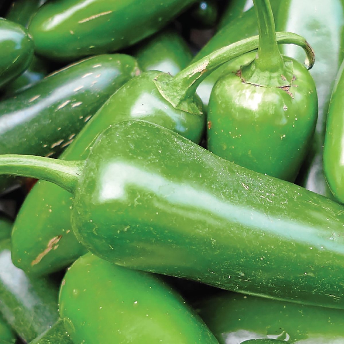 moripooh_feris Organic Pepper, Jalapeno Early Seeds | Vegetable Garden | Hot