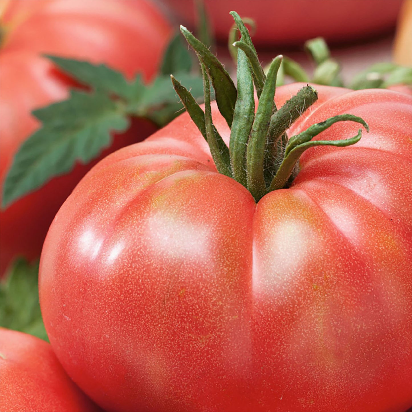 Tomato, Tastemaster Improved Hybrid Seeds