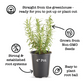 Echinacea Purple Coneflower Powwow Wild Berry Plantlings Plus Live Baby Plants 4in. Pot, 2-Pack